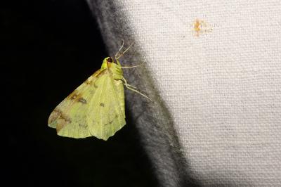 <i>Opisthograptis luteolata</i>