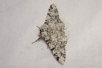 <i>Biston betularia</i>