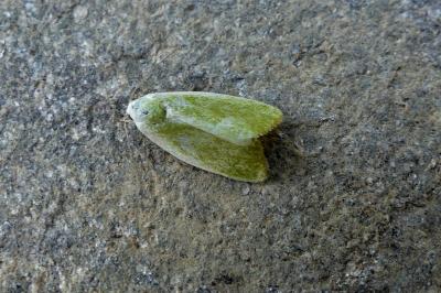 <i>Earias clorana</i>