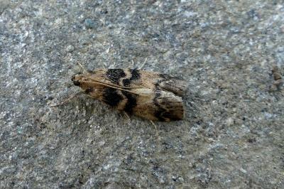<i>Euzophera pinguis</i>