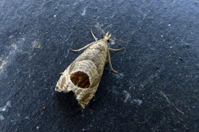 <i>Notocelia uddmanniana</i>