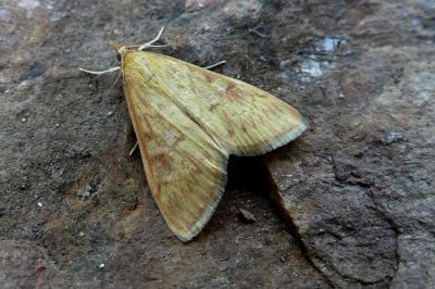 <i>Ostrinia nubilalis/scapulalis</i>
