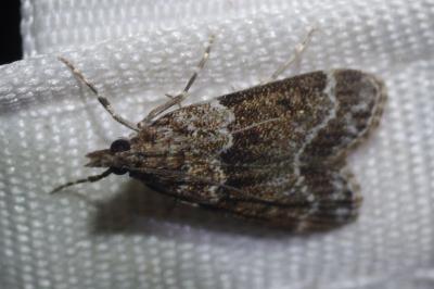 <i>Eudonia mercurella</i>