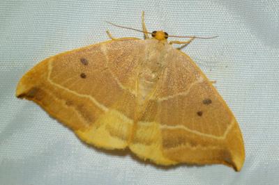 <i>Watsonalla binaria</i>