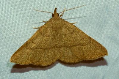 <i>Paracolax tristalis</i>