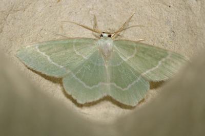 <i>Jodis lactearia</i>