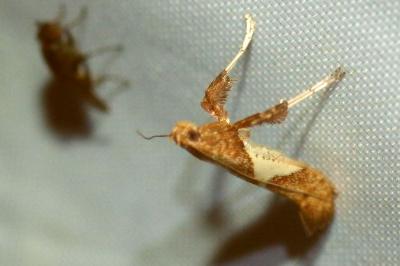 <i>Caloptilia stigmatella</i>