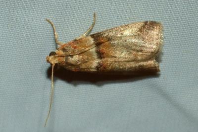 <i>Acrobasis repandana</i>