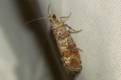 <i>Clavigesta sylvestrana</i>