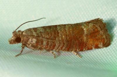 <i>Clavigesta sylvestrana</i>