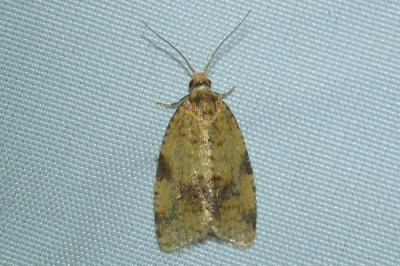 <i>Epagoge grotiana</i>
