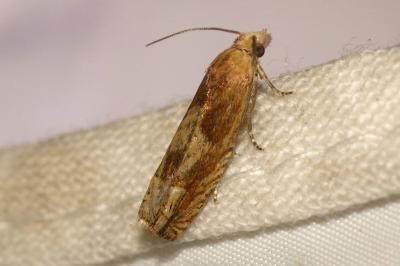 <i>Eucosma conterminana</i>