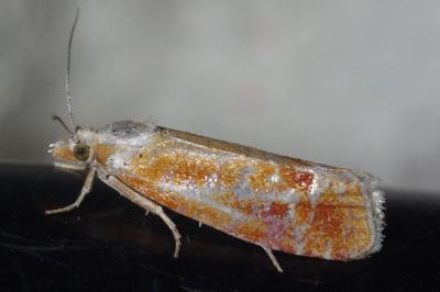 <i>Rhyacionia buoliana</i>