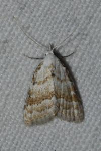 <i>Meganola albula</i>