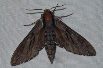 <i>Hyloicus maurorum/pinastri</i>