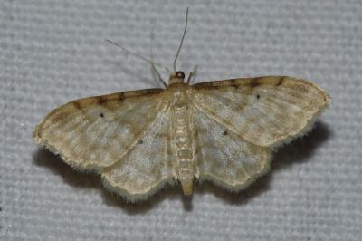 <i>Idaea fuscovenosa</i>