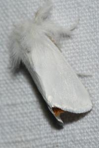 <i>Sphrageidus similis</i>