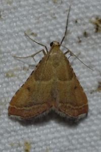 <i>Endotricha flammealis</i>