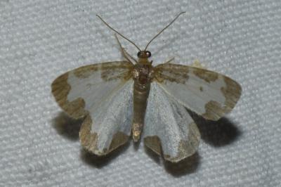<i>Lomaspilis marginata</i>