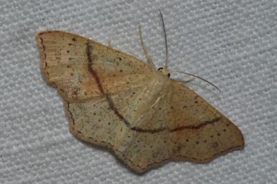 <i>Cyclophora punctaria</i>