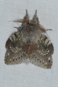 <i>Stauropus fagi</i>