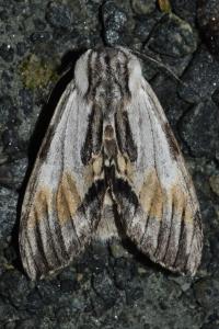 <i>Harpyia milhauseri</i>