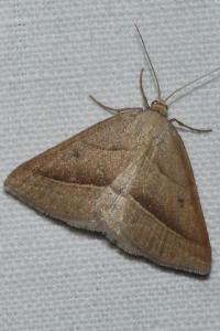 <i>Petrophora chlorosata</i>