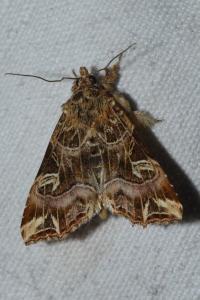 <i>Callopistria juventina</i>