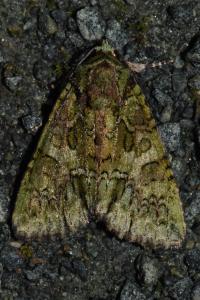 <i>Polyphaenis sericata</i>