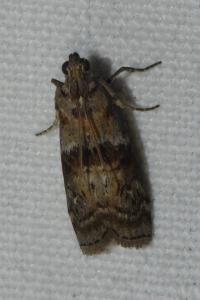 <i>Phycita roborella</i>