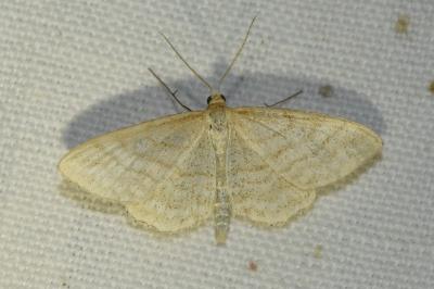 Idaea macilentaria