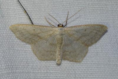 Scopula nigropunctata