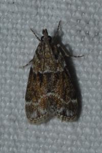 <i>Eudonia mercurella</i>