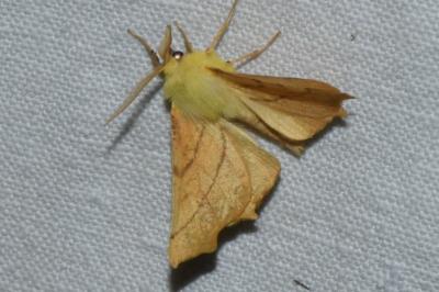 <i>Ennomos alniaria</i>