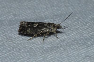 <i>Zeiraphera isertana</i>