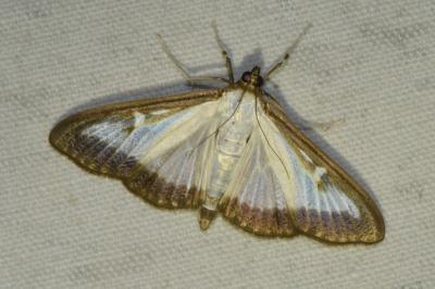 <i>Cydalima perspectalis</i>