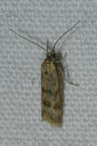 <i>Homoeosoma sinuella</i>