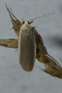 <i>Katha depressa</i>