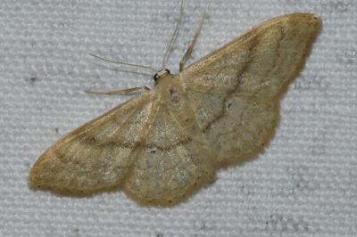 <i>Idaea deversaria</i>