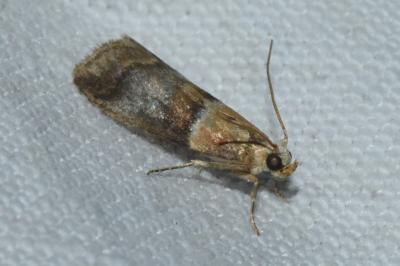 <i>Acrobasis repandana</i>