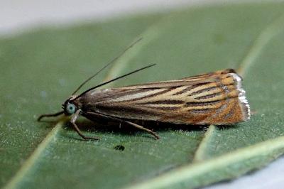 <i>Chrysoteuchia culmella</i>