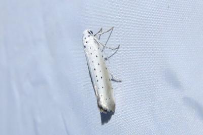 <i>Yponomeuta rorrella</i>