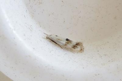 <i>Elachista maculicerusella</i>