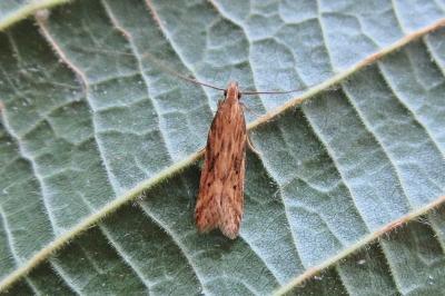 <i>Metzneria</i>