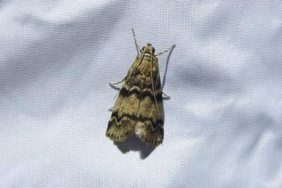 <i>Euzophera pinguis</i>