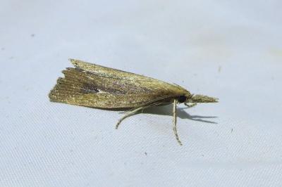 <i>Chilo phragmitellus</i>