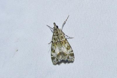 <i>Eudonia lacustrata</i>