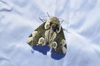 <i>Thyatira batis</i>