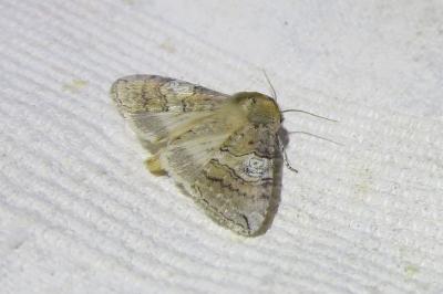<i>Tethea ocularis</i>