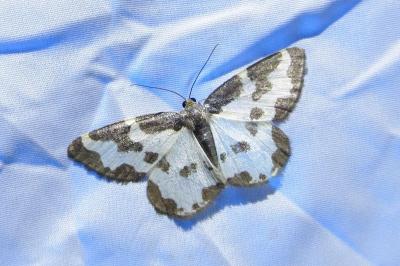 <i>Lomaspilis marginata</i>